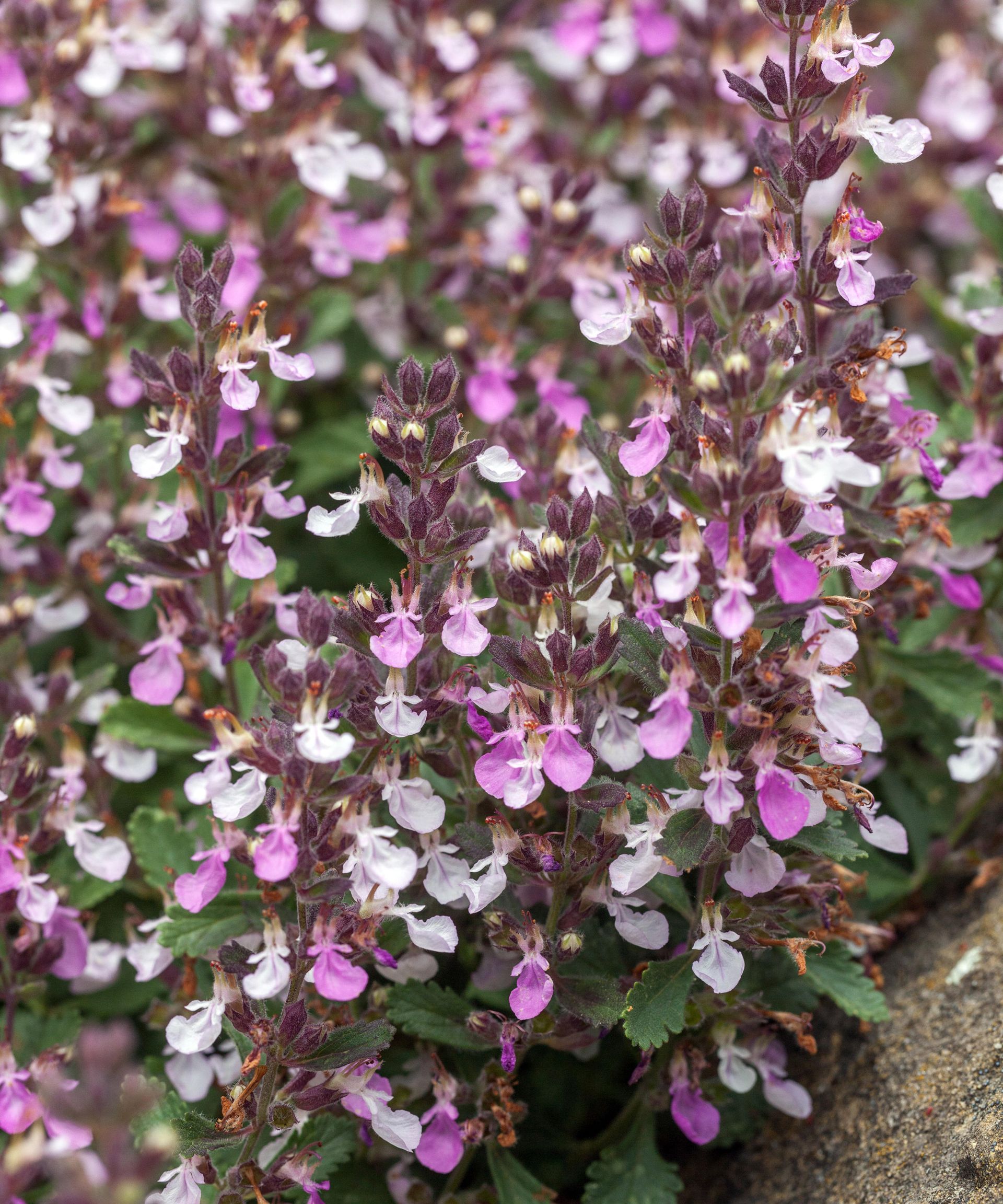 Best front yard plants 16 lowmaintenance plants and shrubs Homes & Gardens