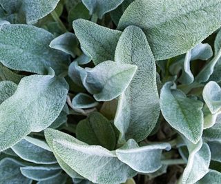 lambs ear foliage