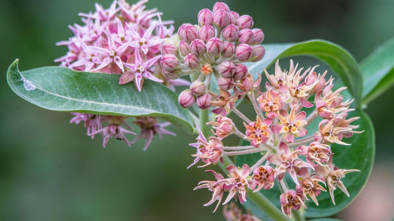 Image showing a pink milkweed flower that has bloomed