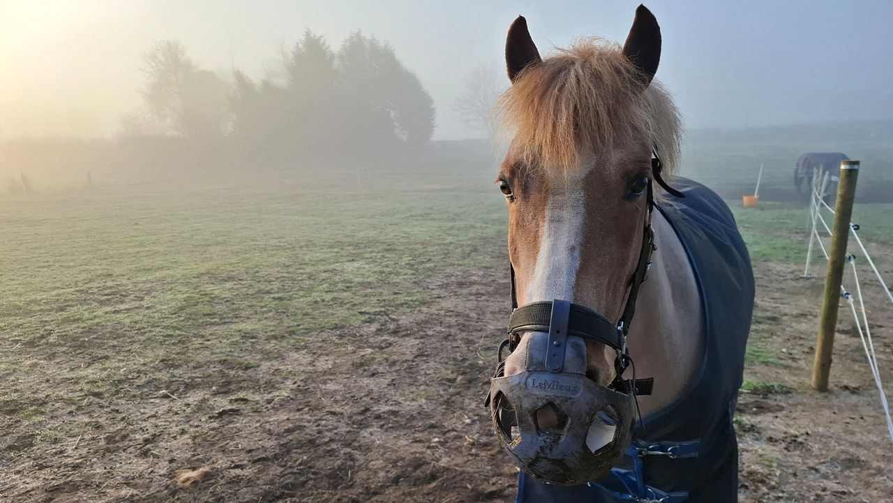 Horse wearing LeMieux Noma grazing muzzle