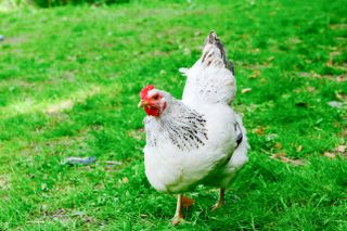 A white chicken with a bright red beak at Bath City Farm, taken on a Fujifilm X-T50 camera