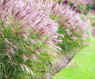 Chinese Silver Grass Miscanthus Sinensis Red Cloud