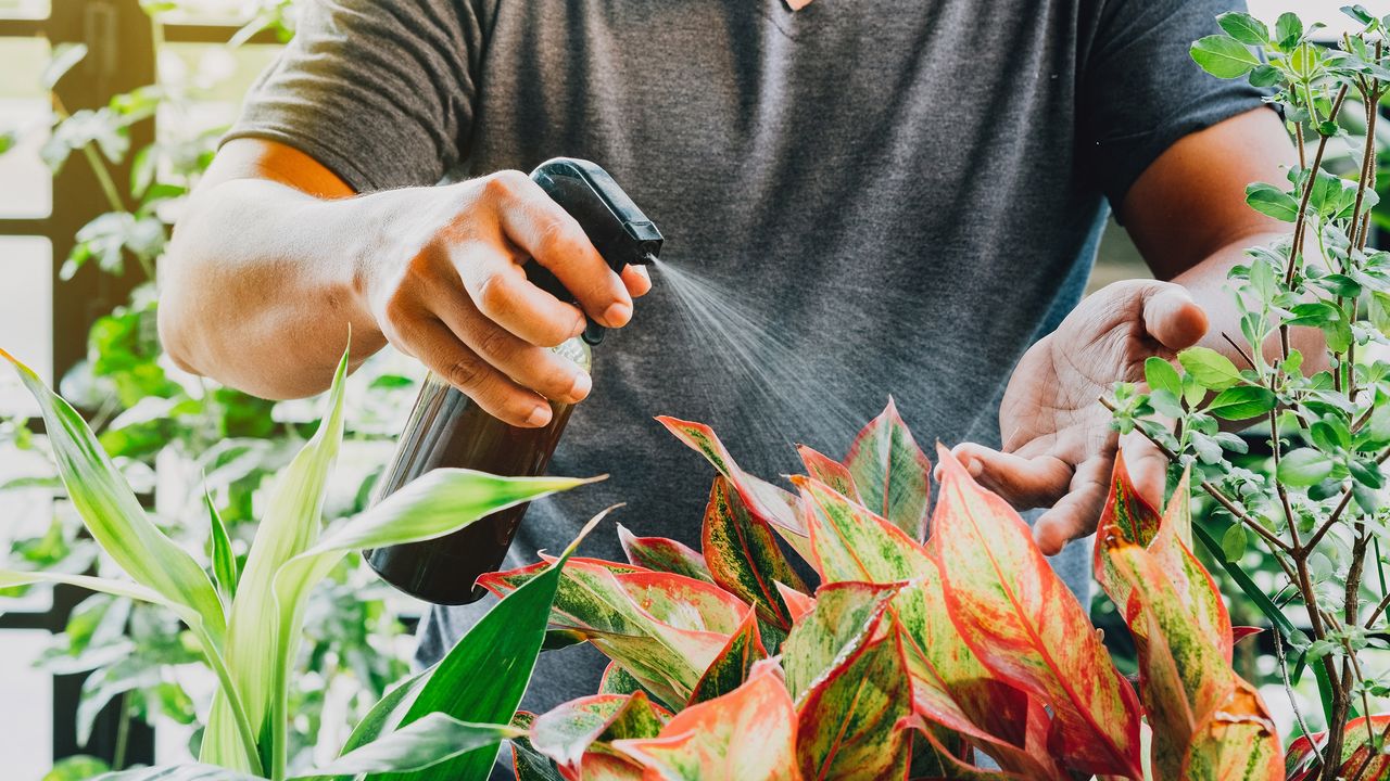 Cropped Hand Of Man Spraying Liquid fertilizer On Red Aglaonema Plant