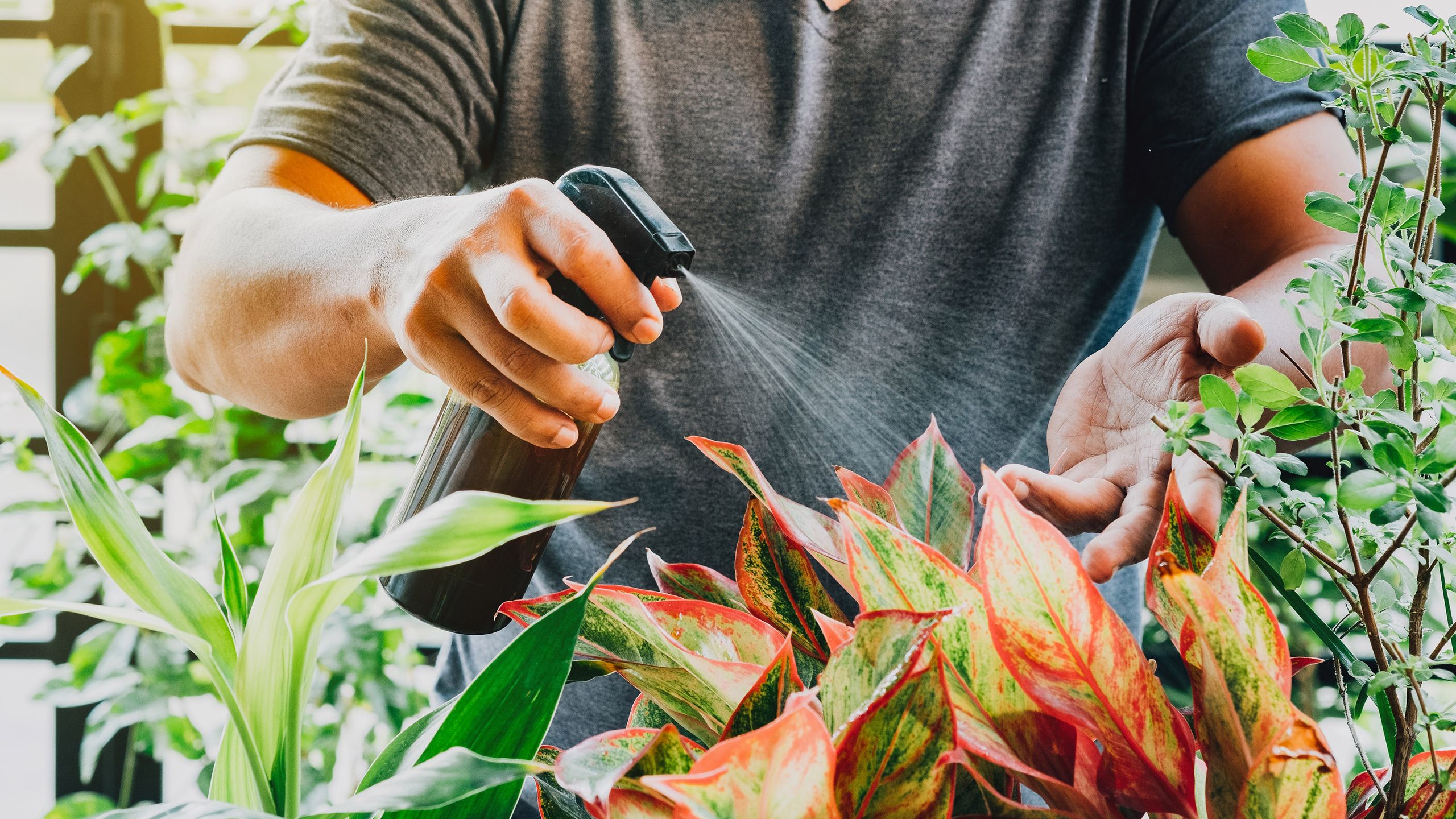 How to use neem oil on plants to get rid of pests naturally