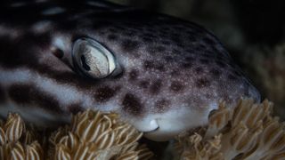 A coral catshark (Atelomycterus marmoratus) rests on a bed of corals in Indonesia with its eyes wide open, but is it sleeping?