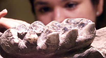 A restorer prepares a jawbone of a prehistoric Mastadon fossil
