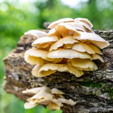 oyster mushrooms growing on logs outdoors