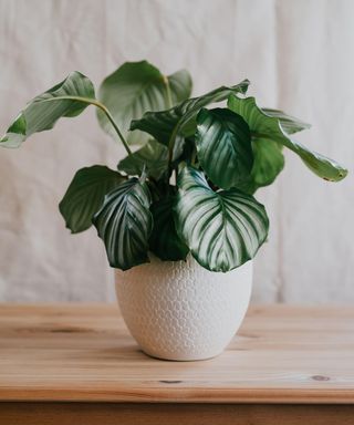 Potted calathea plants in a bright home environment