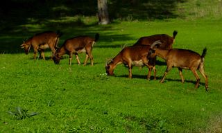 headgear, ruminants, antlers, horns, deer, sheep, cows, giraffes,