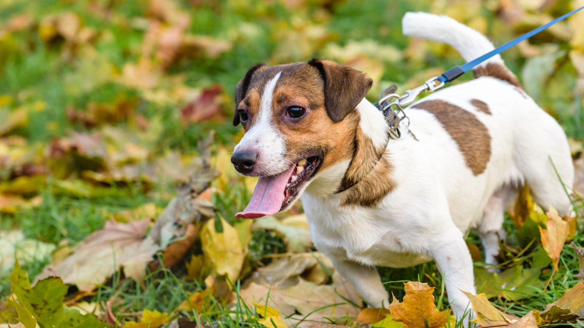 Jack Russell Terrier