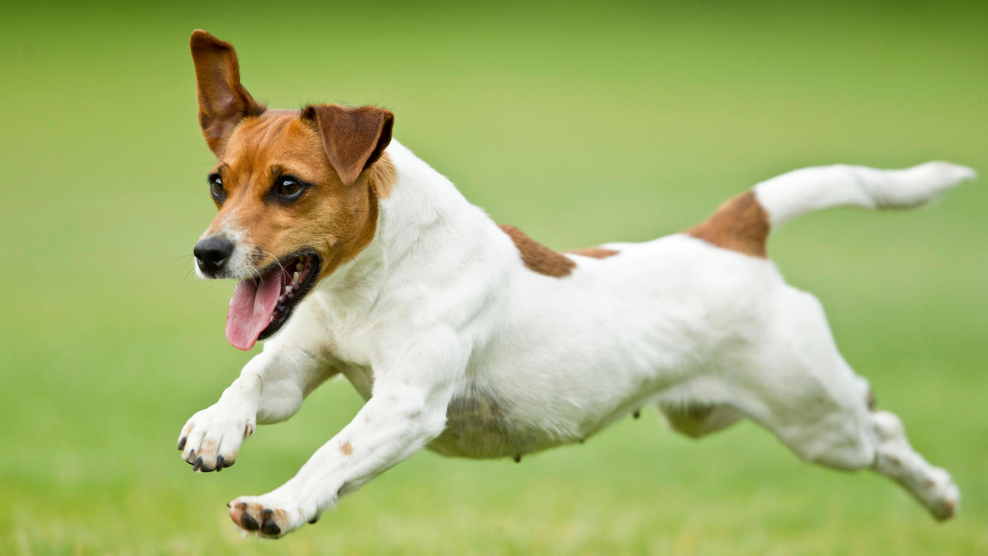 Jack Russell terrier running