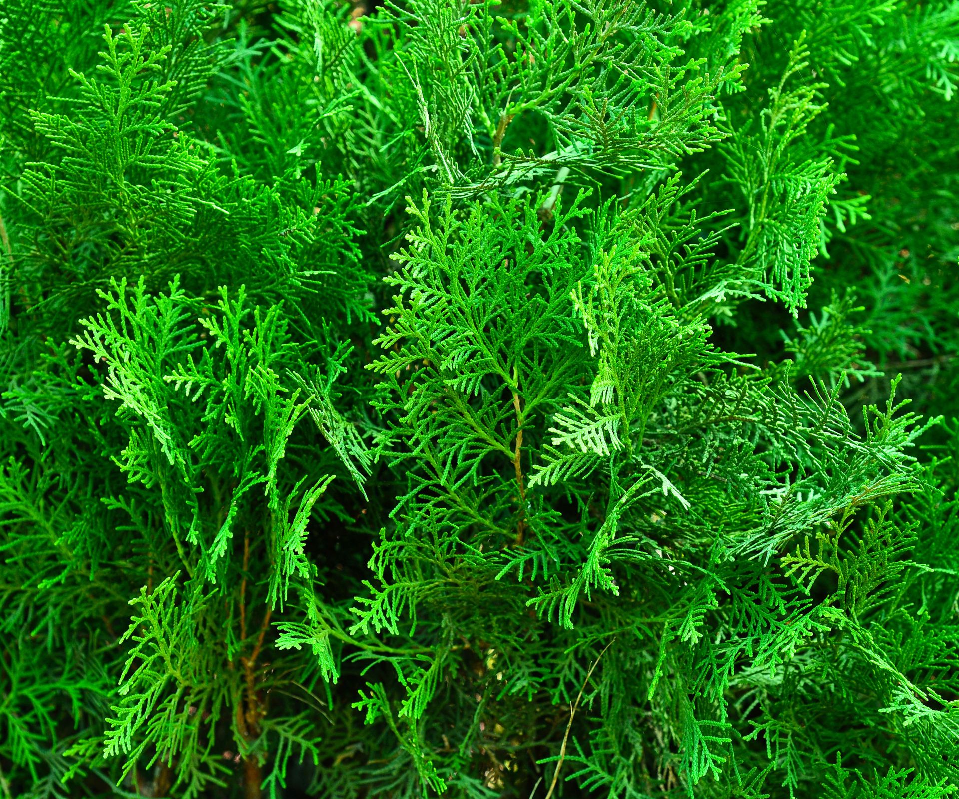 Green Giant arborvitae showing bright green foliage
