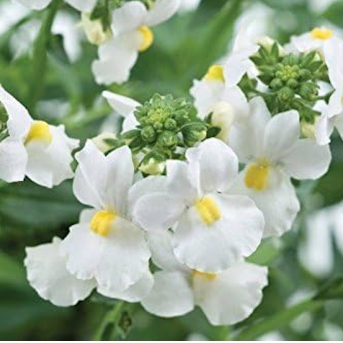White knight nemesia