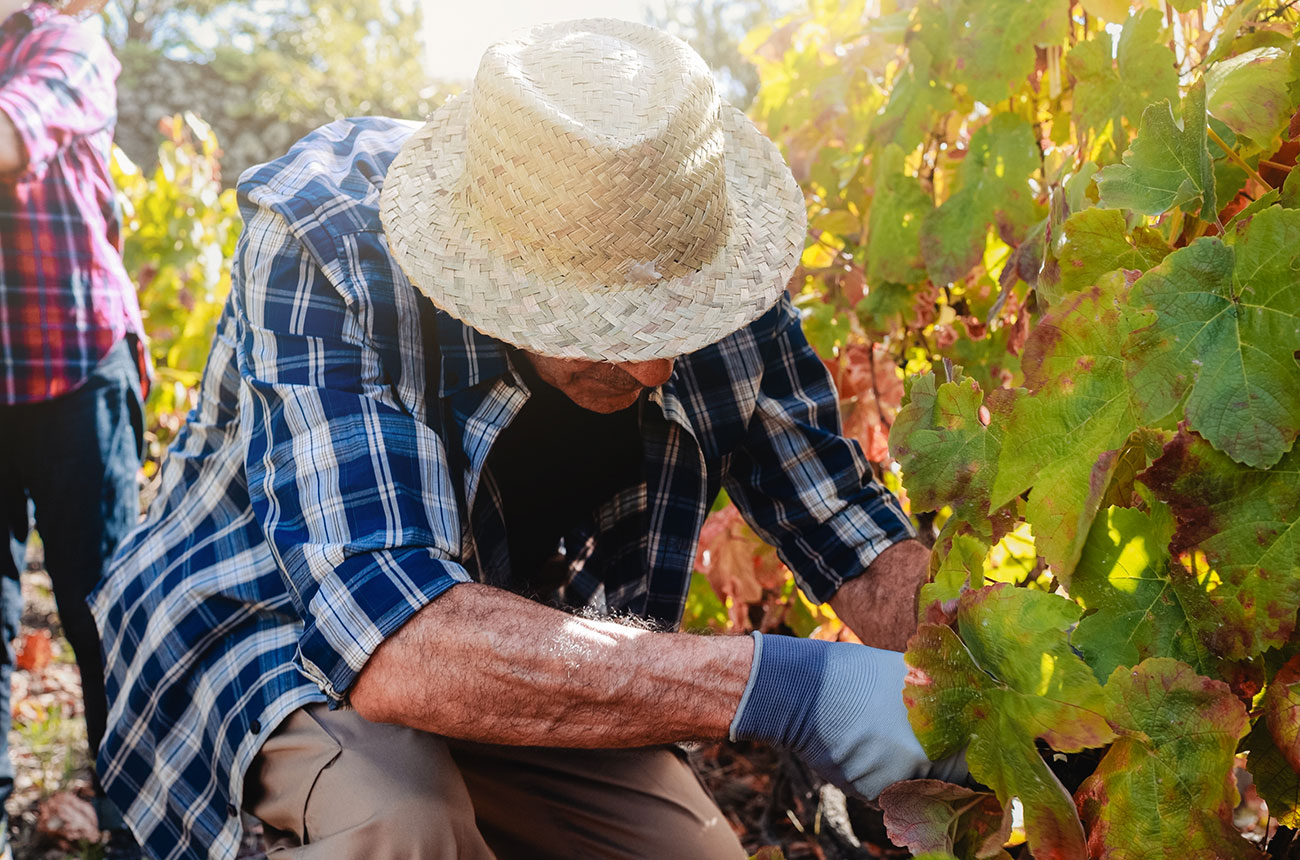vineyard workers in South America