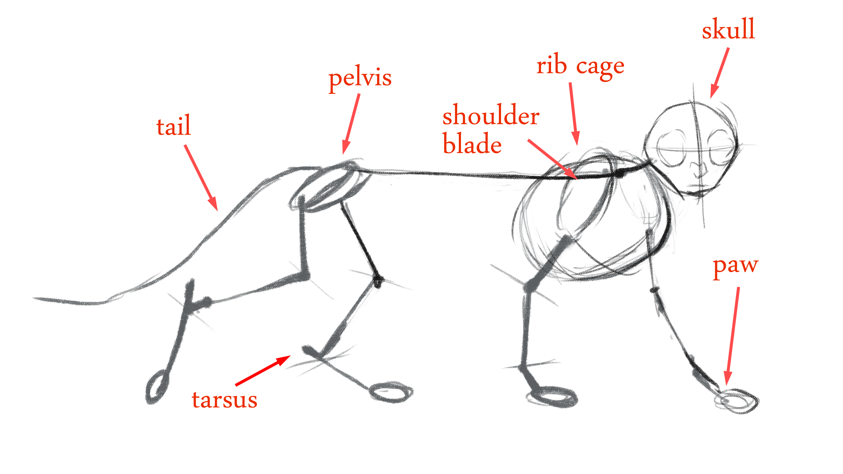 Анатомия кошки рисунок