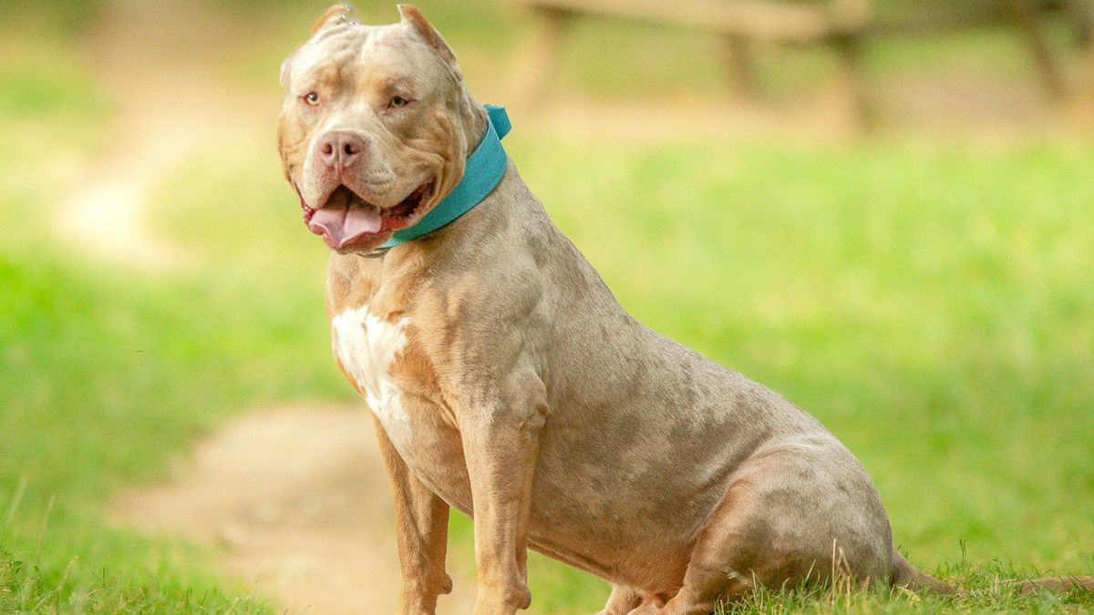 American XL Bully sitting down on grass