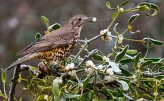 Mistle Thrush (Turdus viscivorus) looking for mistletoe balls, Vosges du Nord Regional Natural Park, France