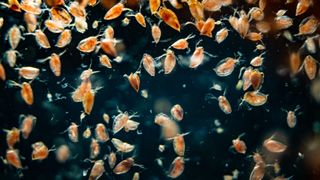 Daphnia in water tank