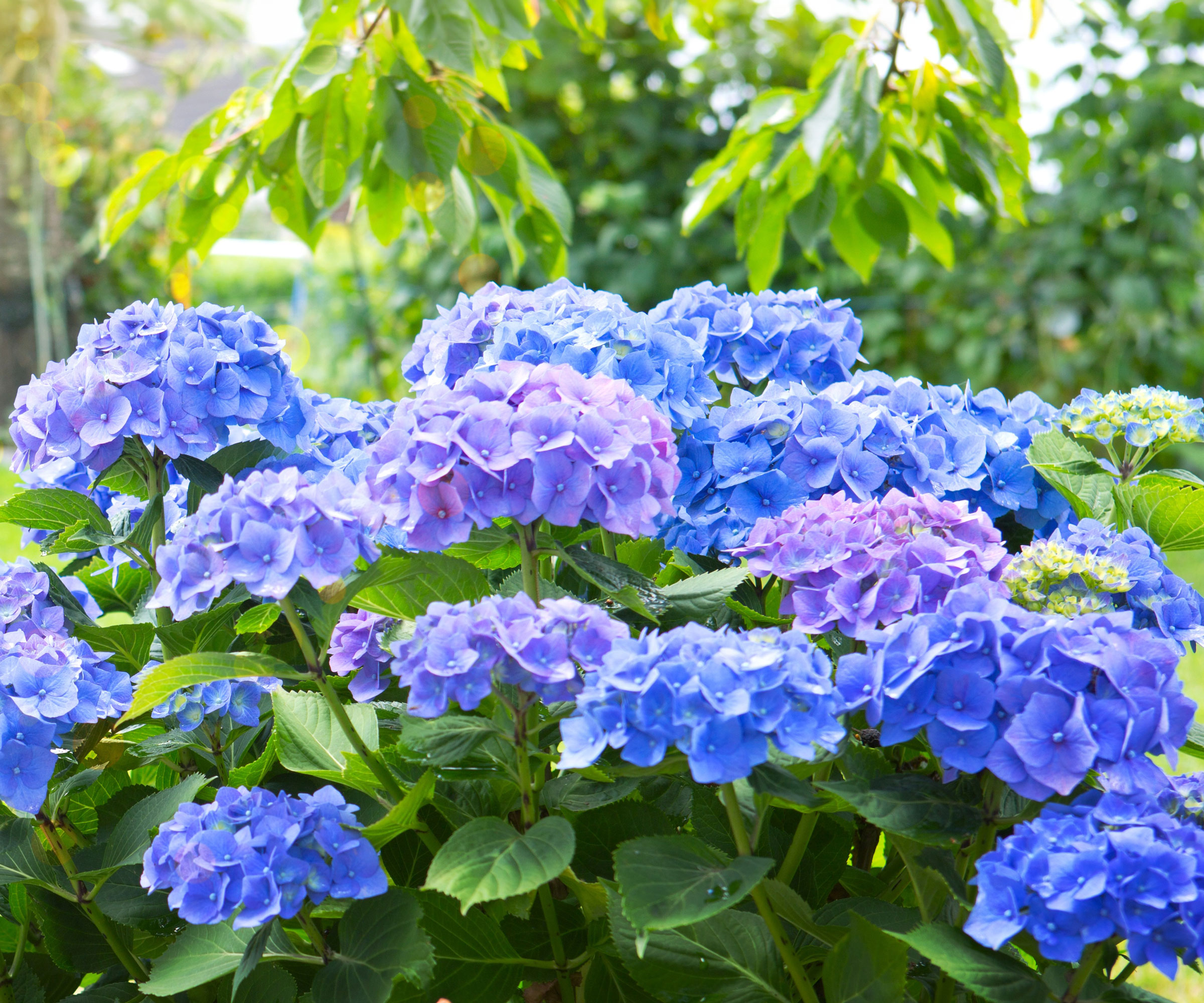 hydrangea shrub filled with large blue flowers