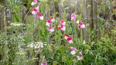 Sweet peas and other flowers blooming along a rustic fence