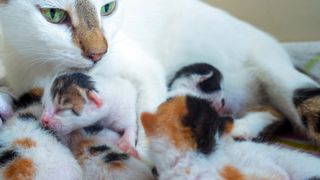 A mother cat nursing her kittens