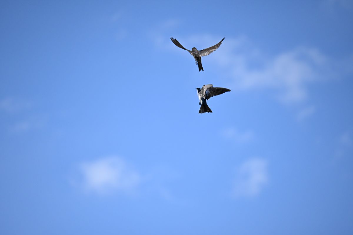 Wildlife photograph samples taken with the Nikon Z50 II