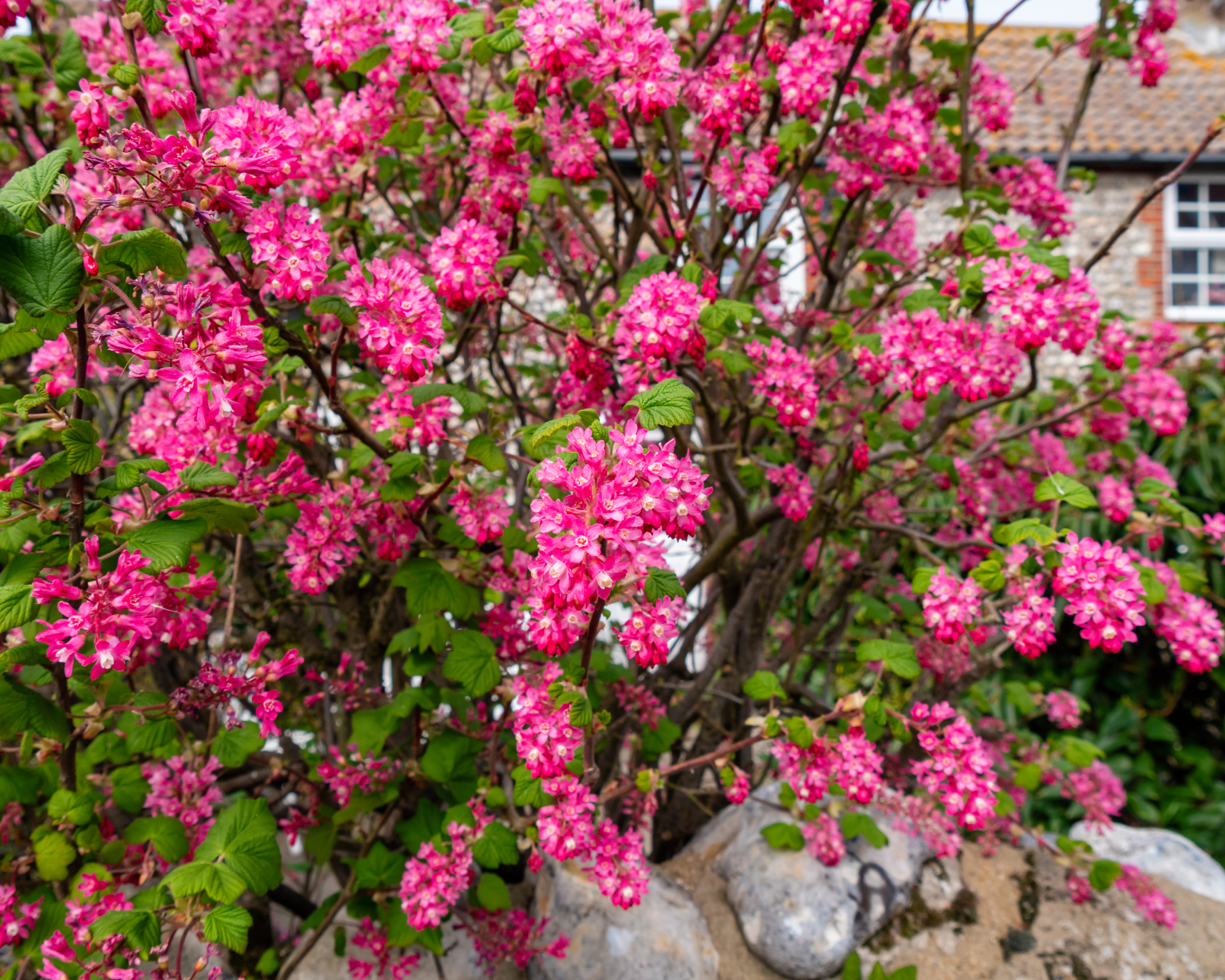 Ribes sanguineum (flowering currant) growing in a garden with pink flowers