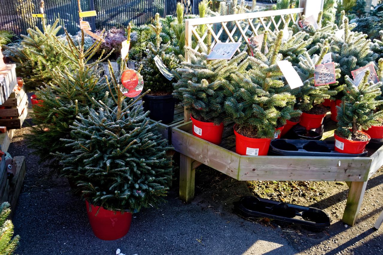 How to grow your own Christmas tree Gardeningetc