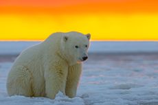 A polar bear in Arctic Alaska