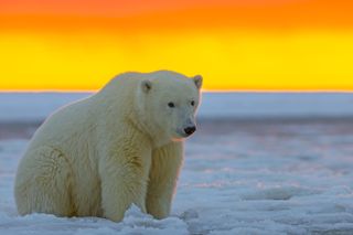 arctic polar bear eating