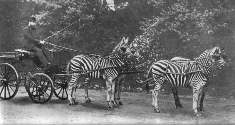 Lionel Walter Rothschild (1868-1937), 2nd Baron Rothschild, with his famed zebra carriage, which he frequently drove through London. Zebras have been successfully tamed only rarely.