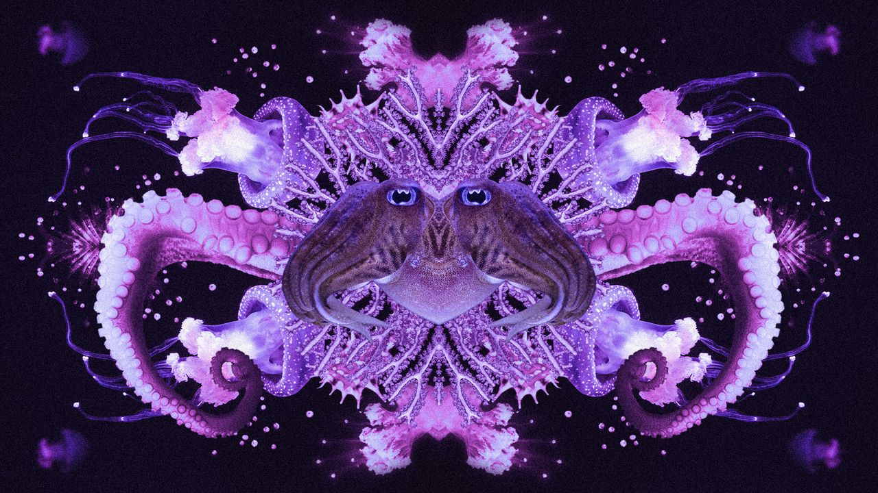 Photo collage of various deep sea creatures in a symmetrical, kaleidoscopic arrangement. 