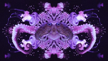 Photo collage of various deep sea creatures in a symmetrical, kaleidoscopic arrangement. 