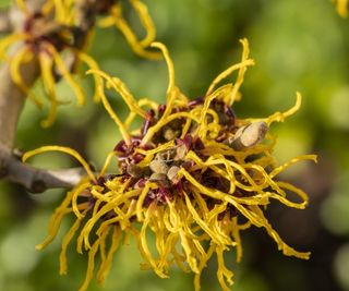 Hamamelis mollis with unusual yellow blooms