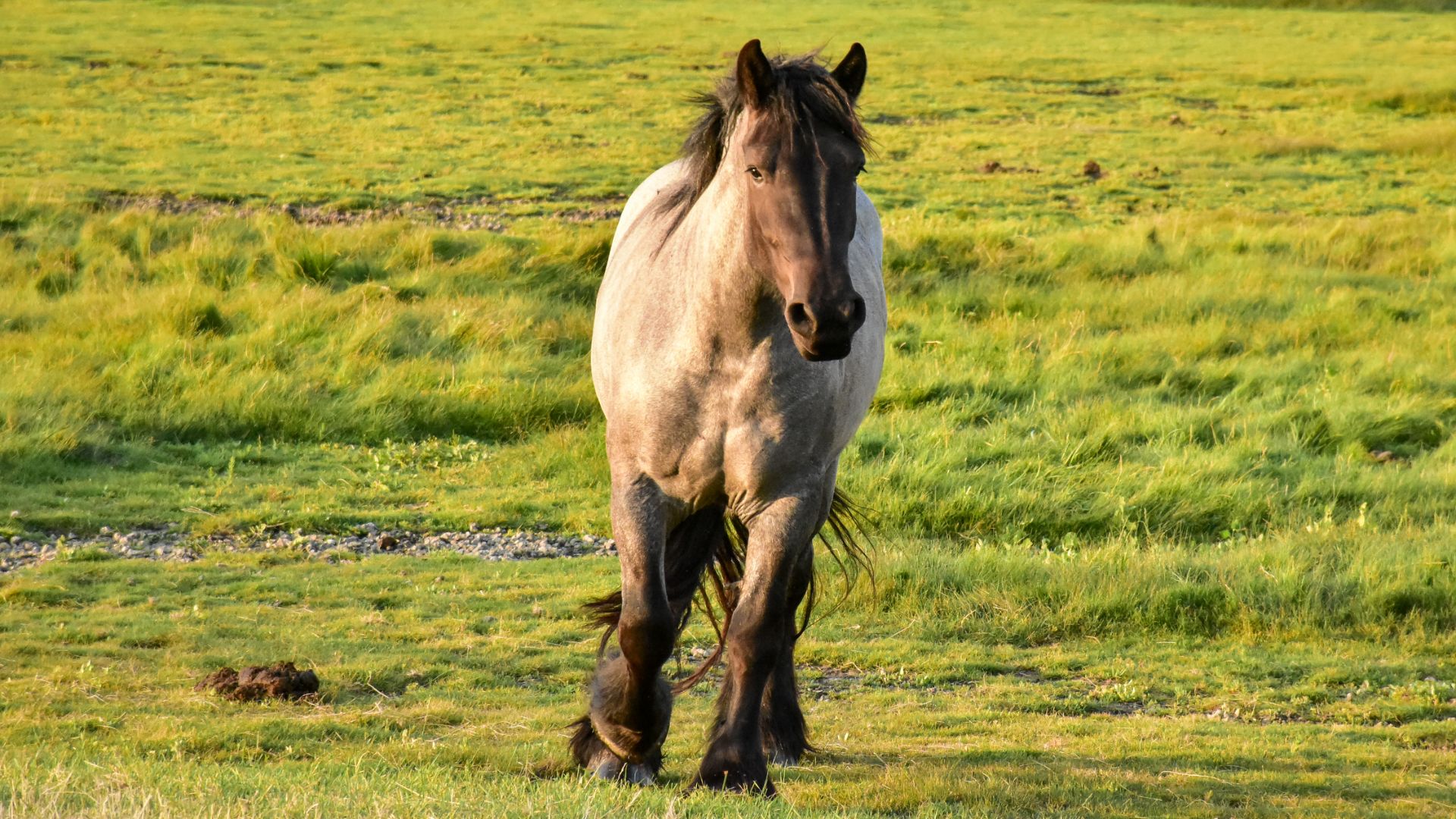 blue roan dutch draft horse walking towards camera