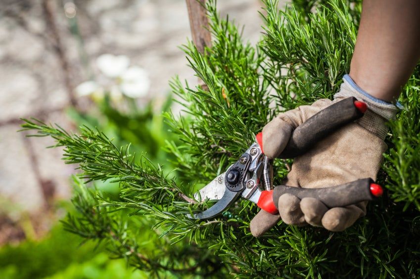 Pruning Of A Rosemary Bush