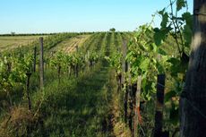 Organic vineyards in Austria
