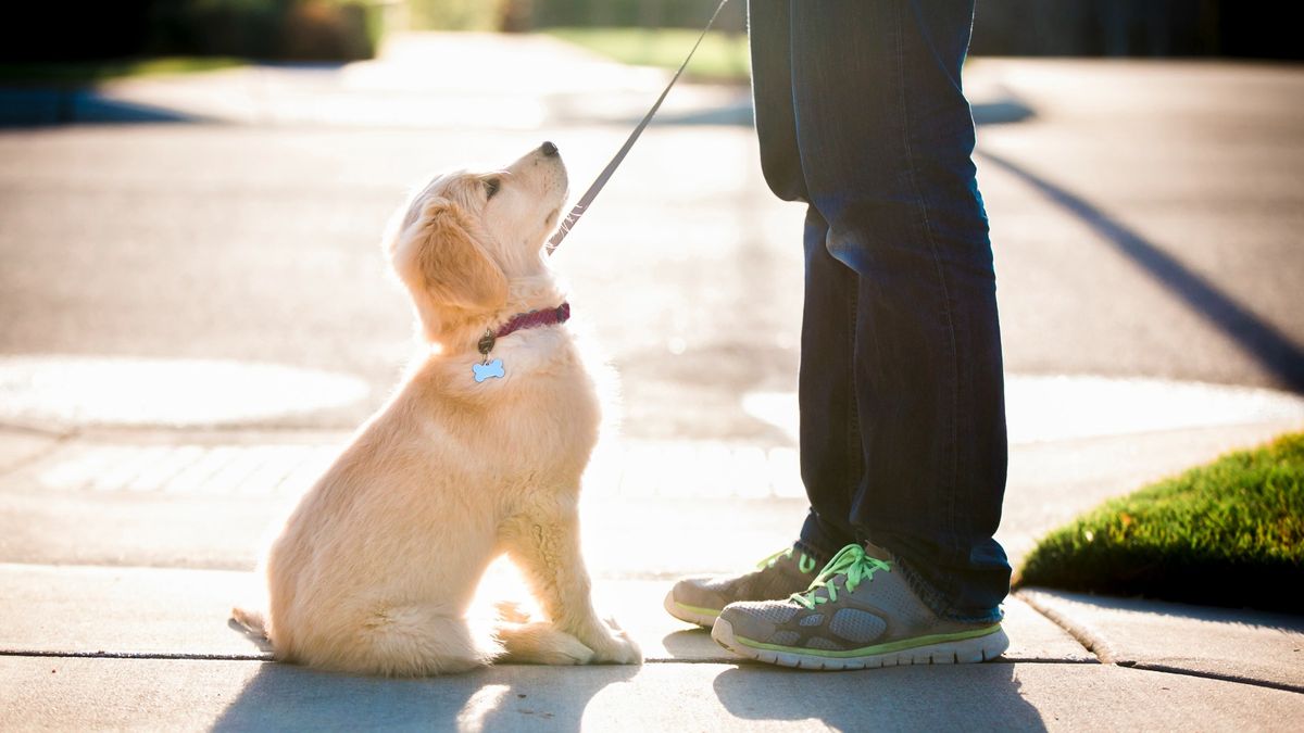 Puppy sitting in front of owner with leash on