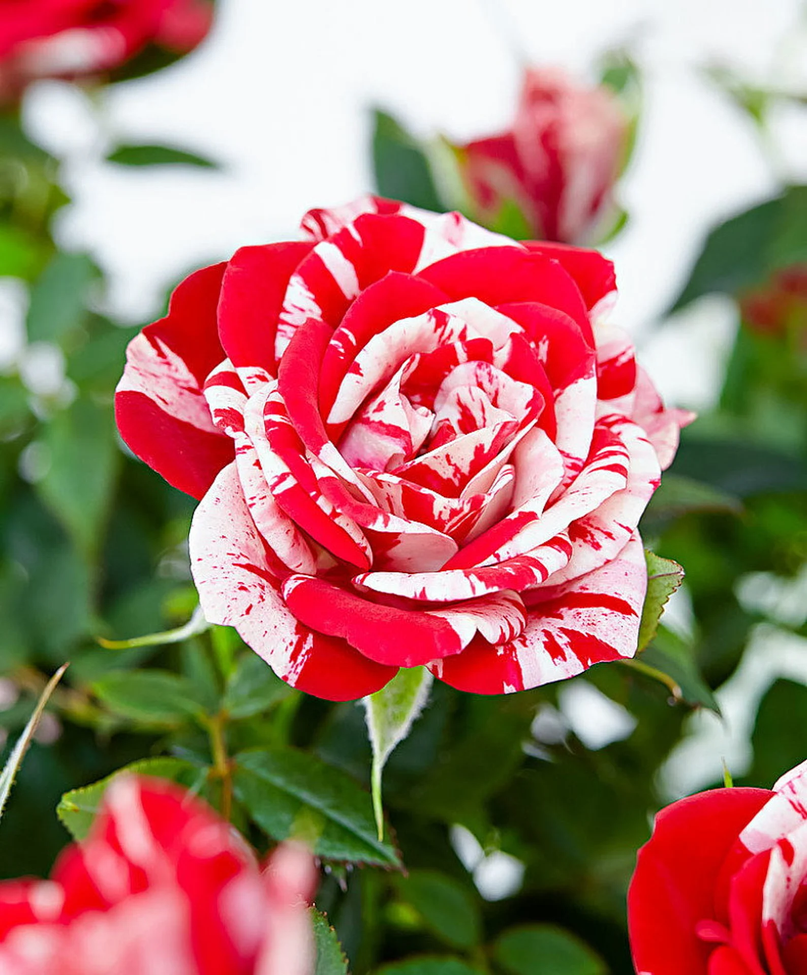 A red and white rose