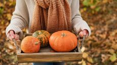 Woman farmer picking autumn crop of pumpkins on farm. Agriculture. Thanksgiving and Halloween. GettyImages-1177588991