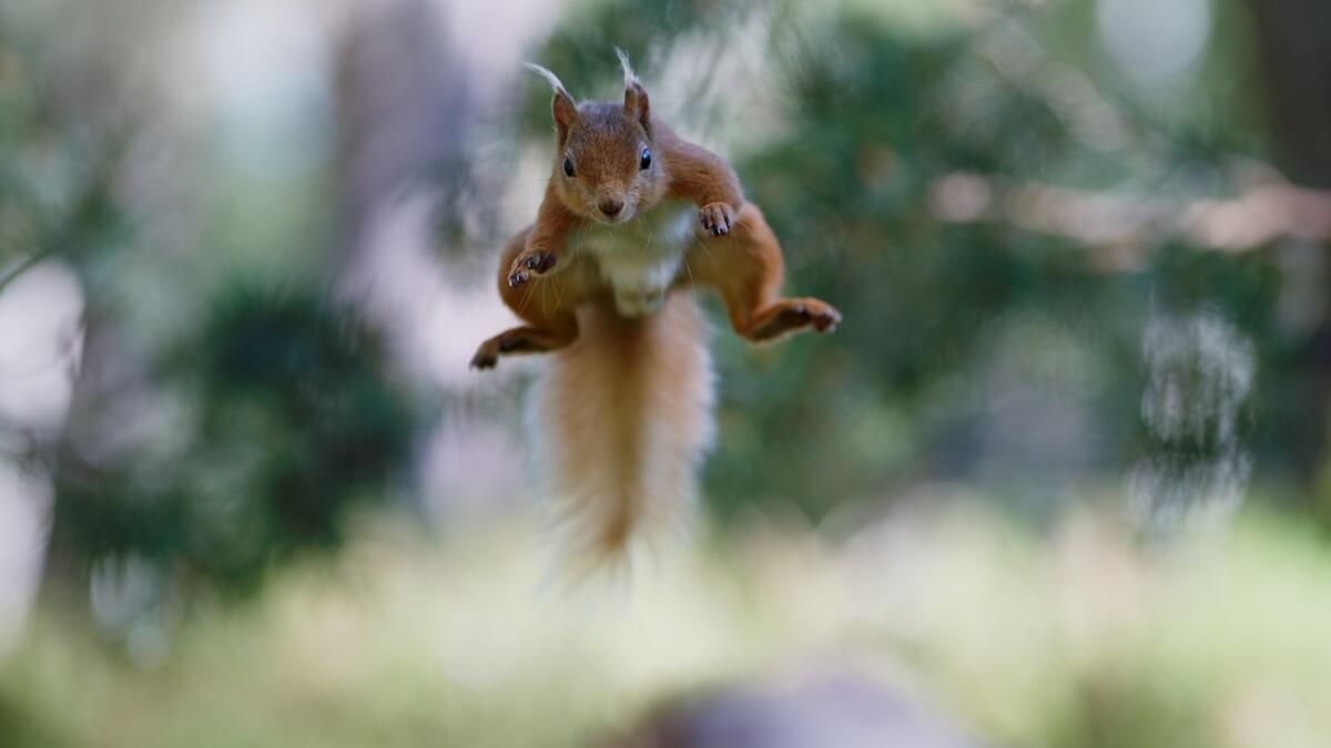 Red squirrels leap — and so should you.