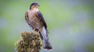 The Roseland Peninsula: Sparrowhawk