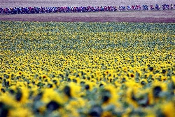The sunflowers were out with the sun on stage two