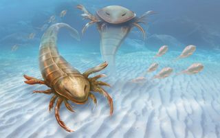 This illustration shows two adult sea scorpions that lived during the Ordovician period about 460 million years ago.