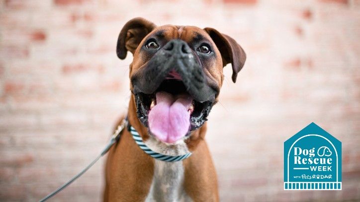 Dog Rescue Week is coming to PetsRadar | PetsRadar