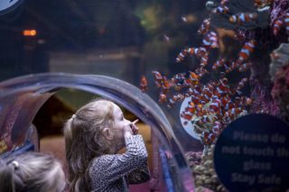 Promo shot of kids looking at clown fish in the kids underwater tunnel at Sea Life Birmingham