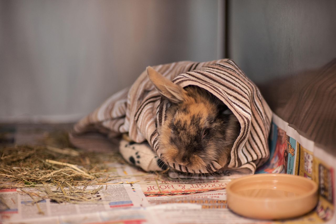 A rabbit after surgery.