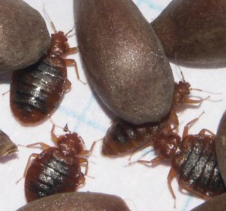 Male and female bedbugs are about the same color as an apple seed, but not quite as large.