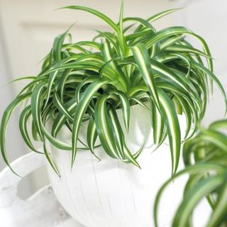 spider plant in white pot gardening express