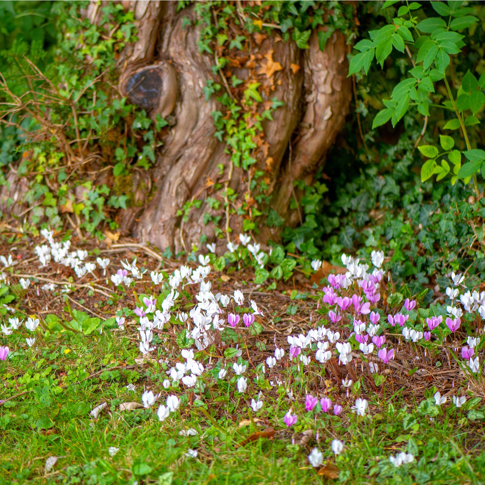 Cyclamen hederifolium growing at base of tree